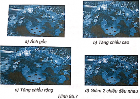  Sử dụng phần mềm chỉnh sửa ảnh để thay đổi kích thước ảnh gốc (Hình 9b.7a) để có các ảnh kết quả (Hình 9b.7b, Hình 9b.7c, Hình 9b.7d).